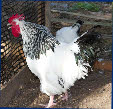 Chickens Photo Gallery